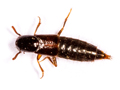 Othius laeviusculus